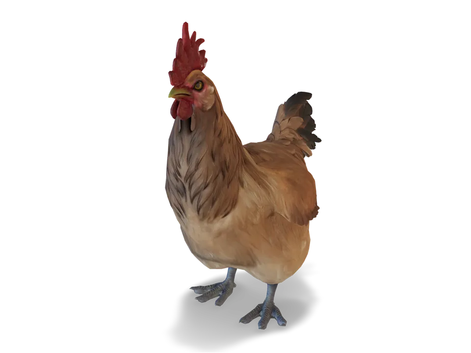Курка Catalana Tan з CS2 у 3D