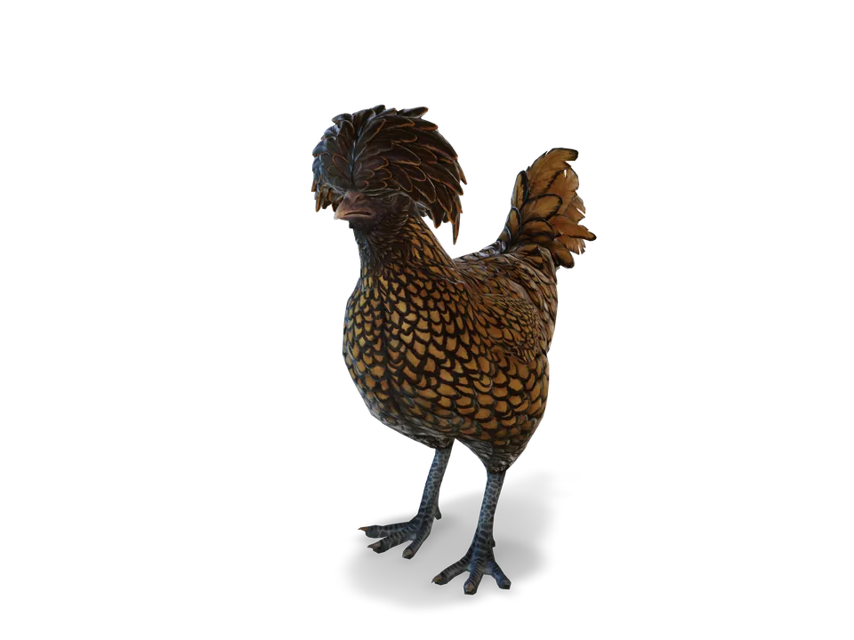 Курка Polish Brown with Black Wing Tips з CS2 у 3D
