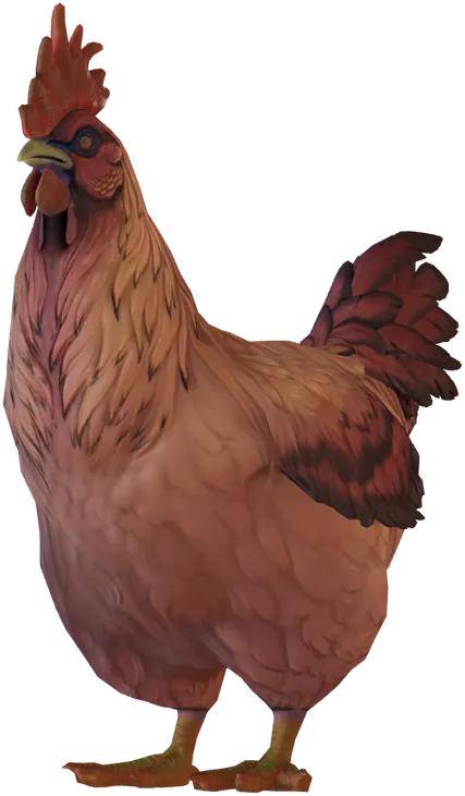 Une poule Catalana Dark Orange typique, orange, seed 3012