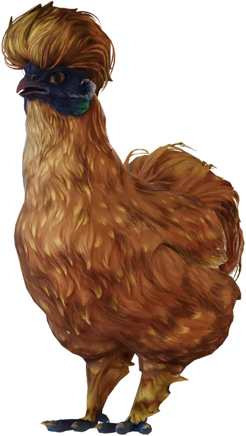 Une poule Silkie Orange typique, d'un orange chaud, seed 743