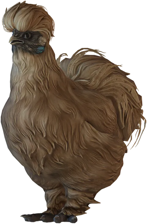 Poule Silkie White au plumage Chamois ou brun, seed 3832