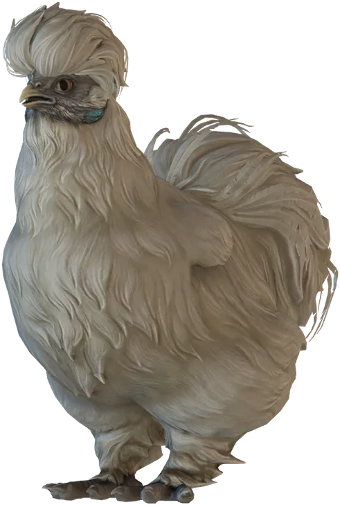 Poule Silkie White au plumage Blanc ou crème, seed 5256