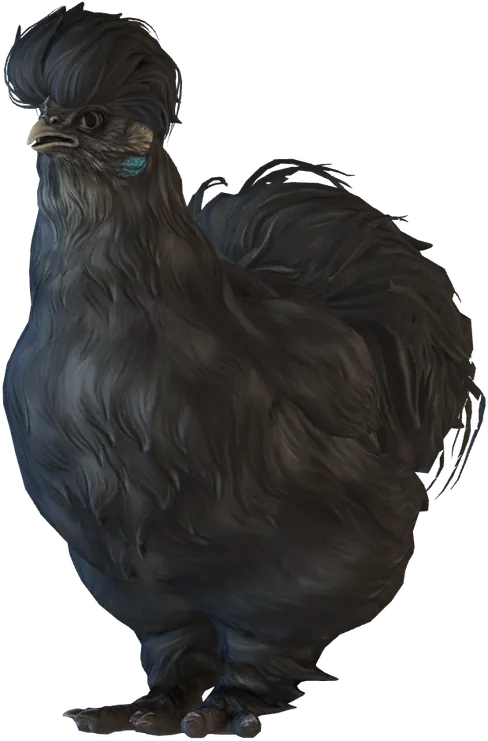Poule Silkie White au plumage Bleu-noir, seed 72043