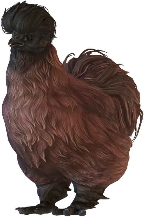 Poule Silkie White au plumage Perdrix, seed 81350